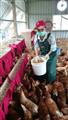 香園教養院獲得企業支持，闢建快樂咕咕雞公益自足農場，號稱是北台灣第一座生態自足農場 (2)